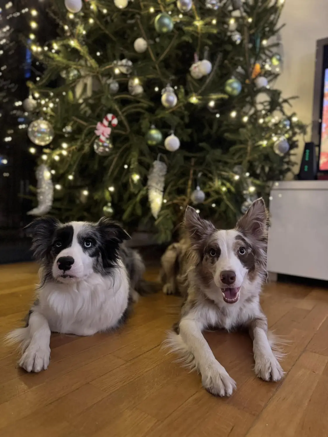 From House of Sparkle Border Collie — 1