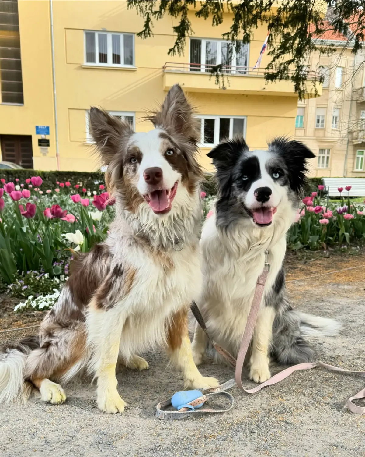 From House of Sparkle Border Collie — 2