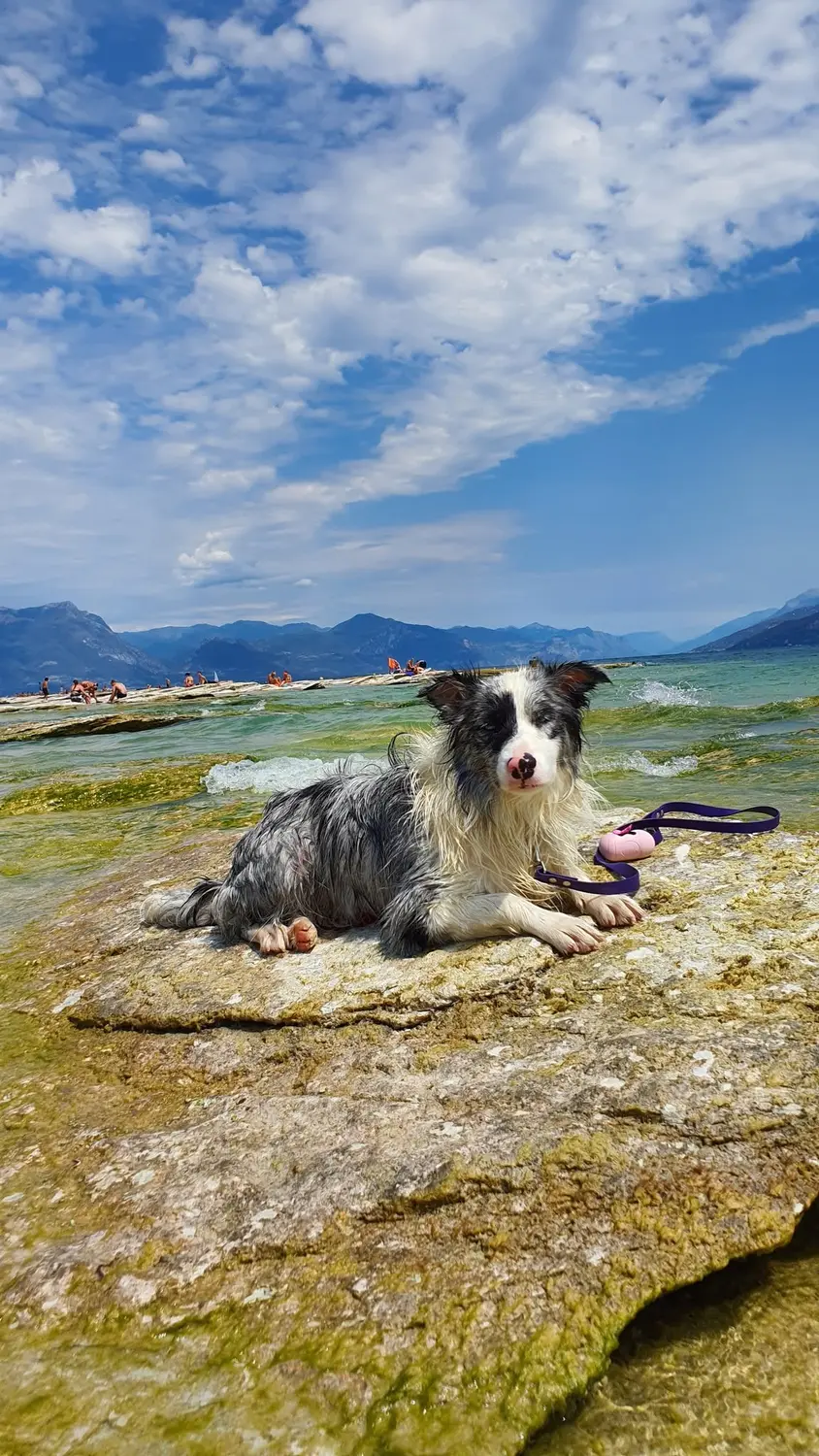 From House of Sparkle Border Collie — 18