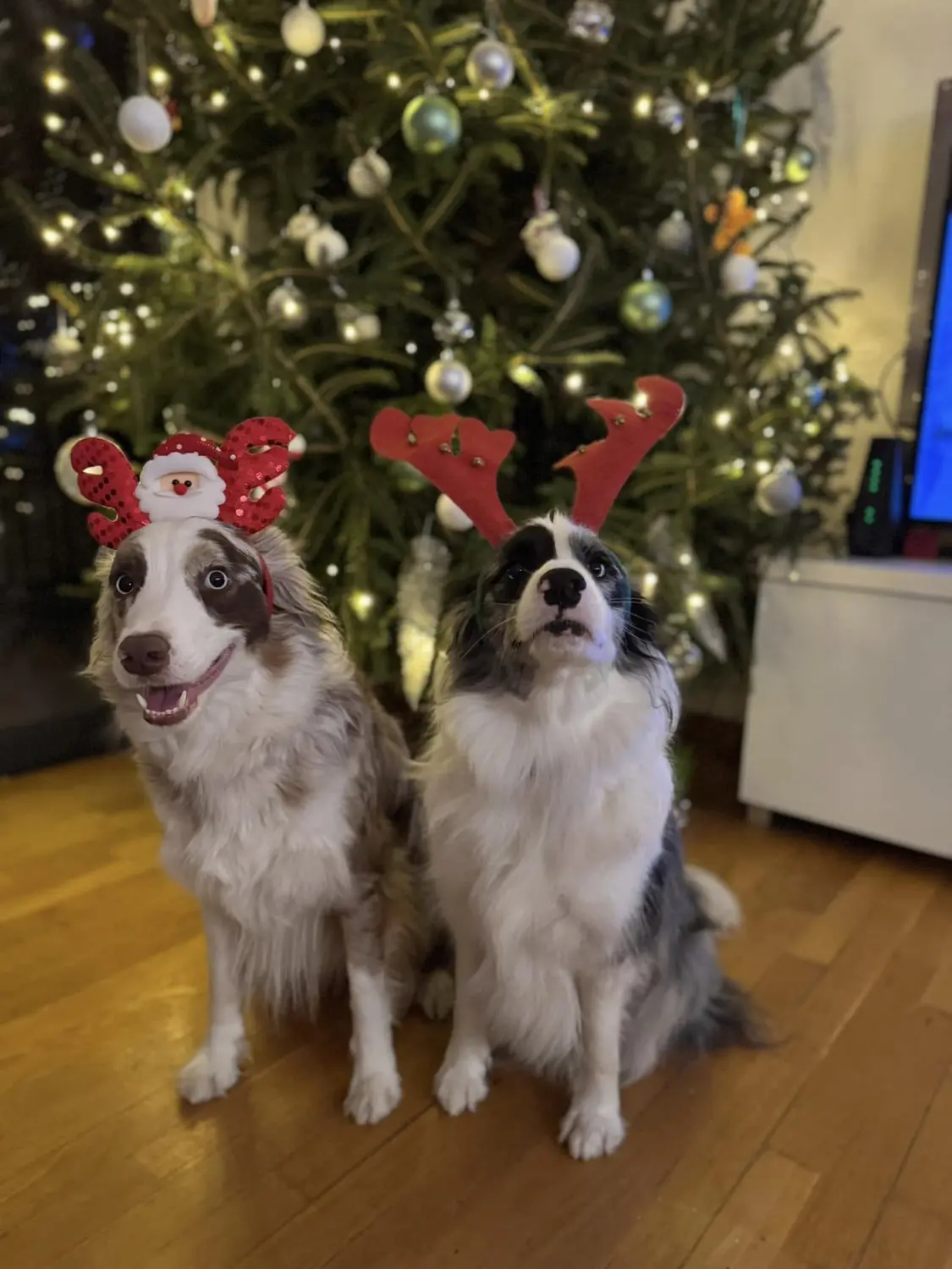 From House of Sparkle Border Collie — 5