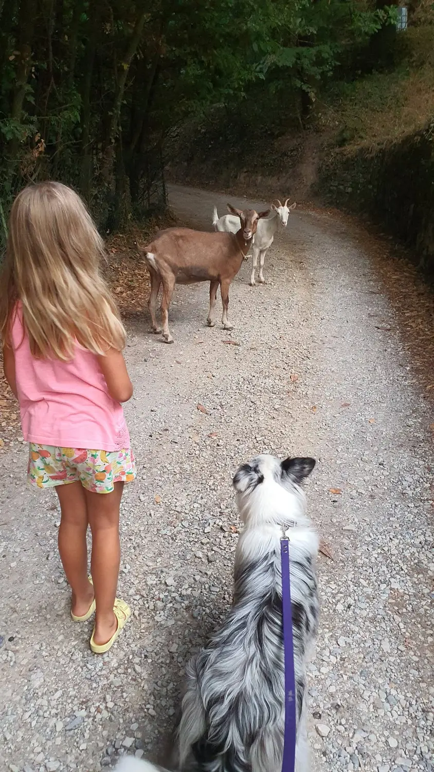 From House of Sparkle Border Collie — 43