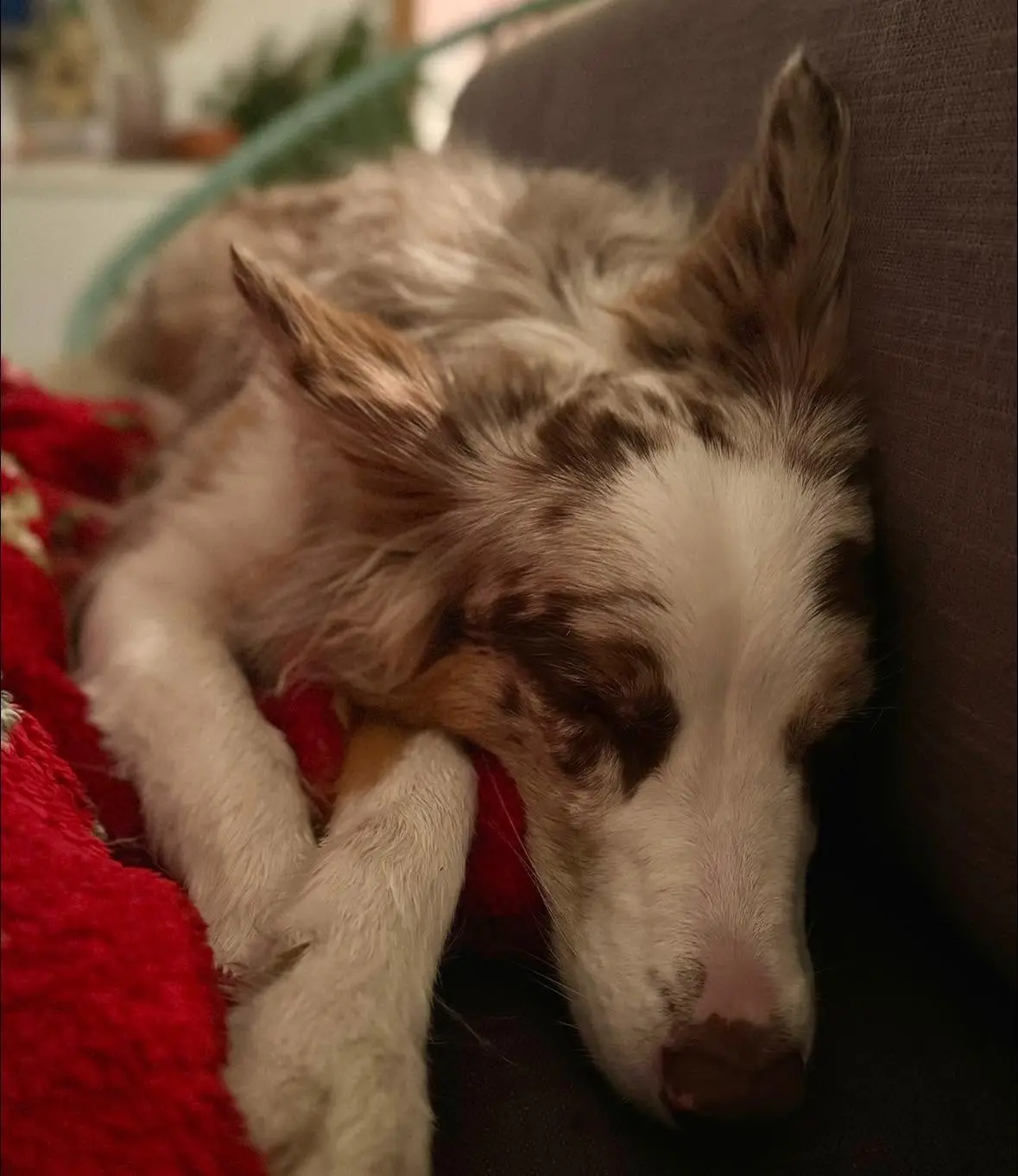From House of Sparkle Border Collie — 44