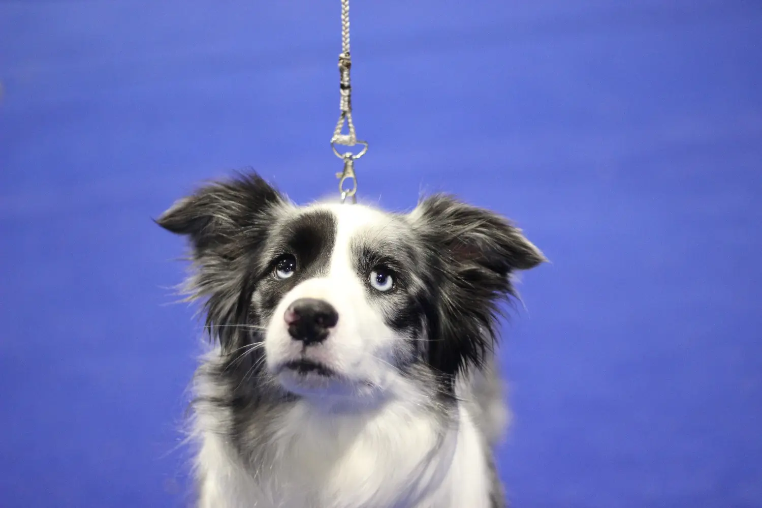 From House of Sparkle Border Collie — 25