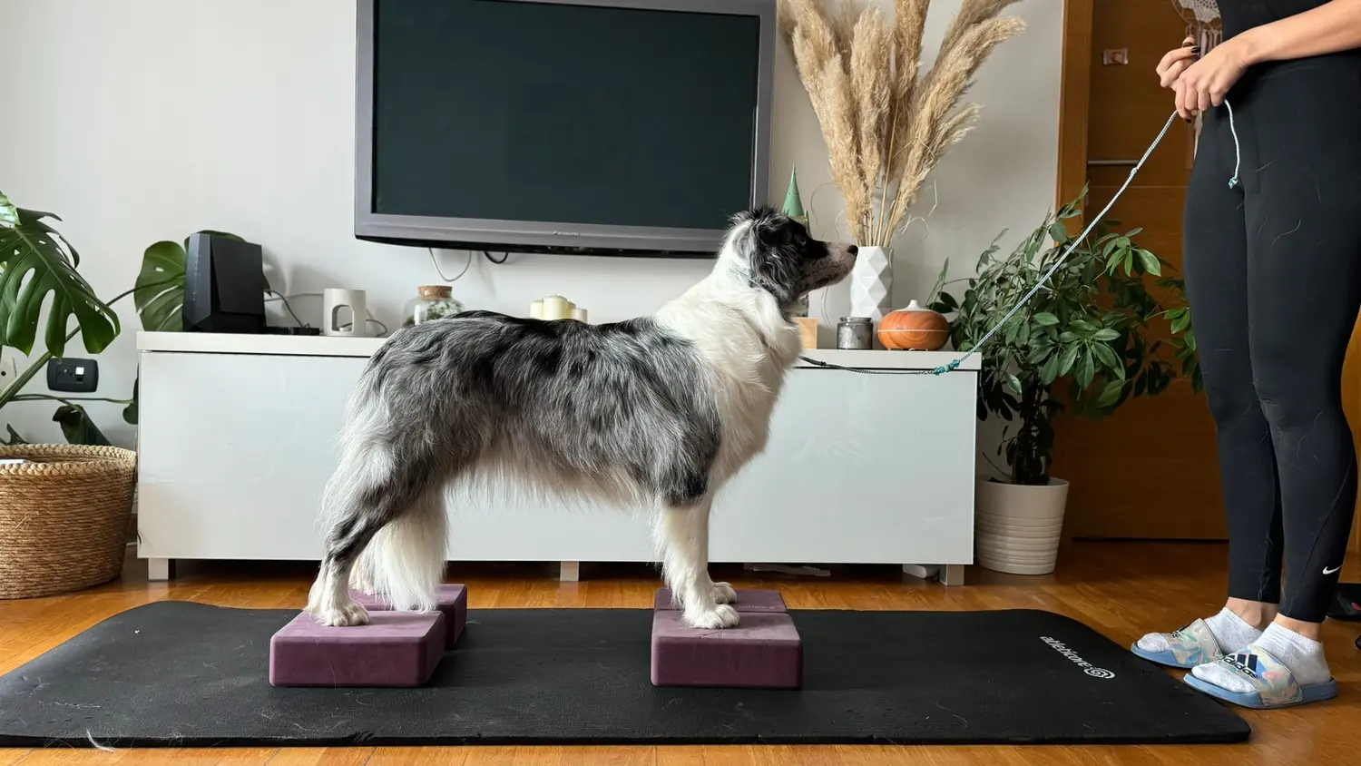From House of Sparkle Border Collie — 28