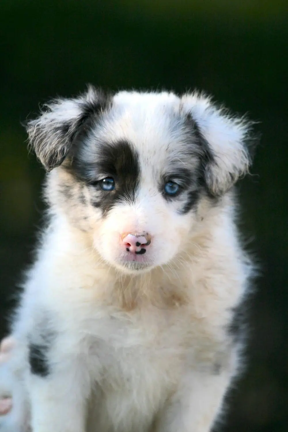 From House of Sparkle Border Collie — 31