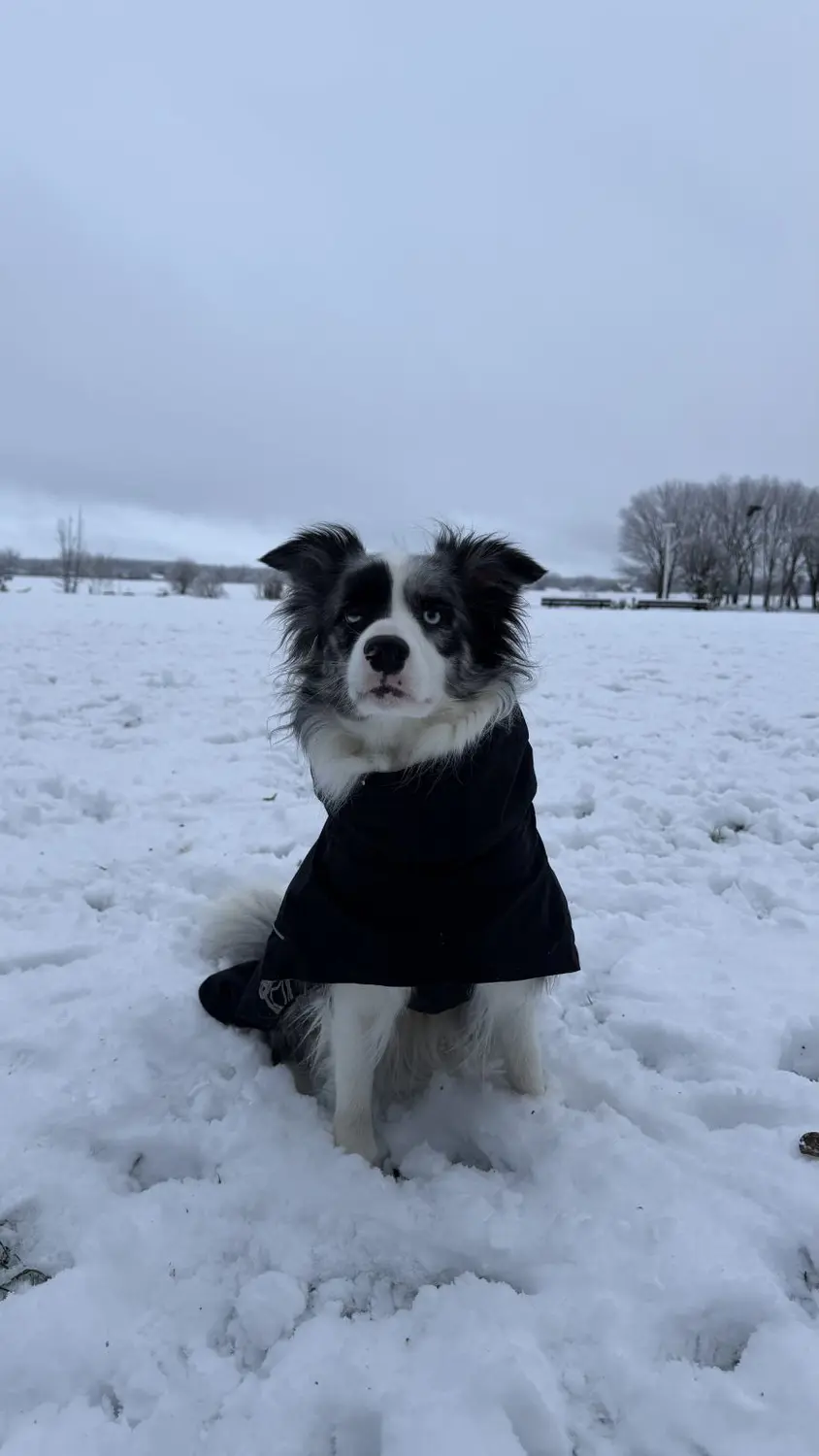 From House of Sparkle Border Collie — 35