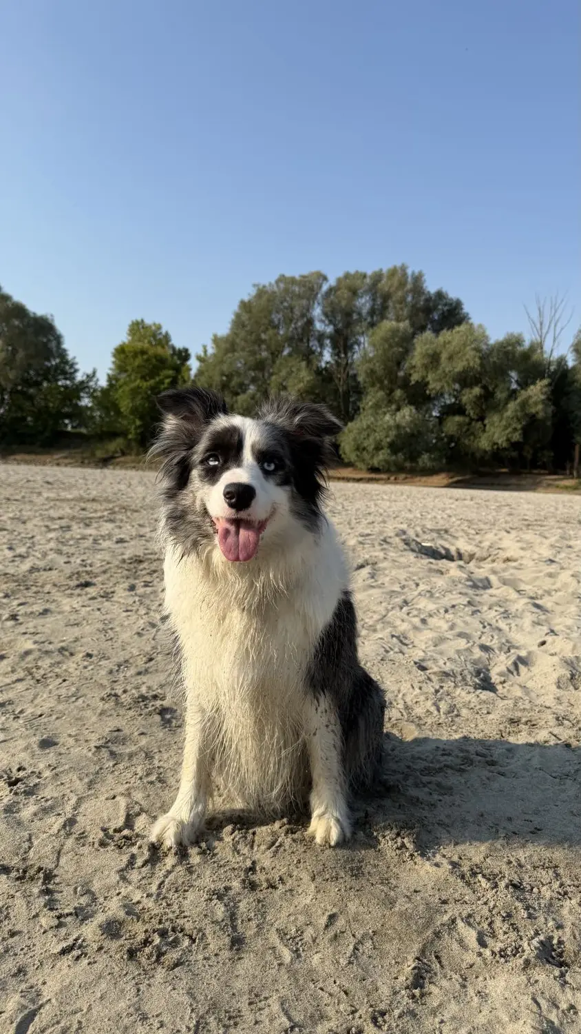 From House of Sparkle Border Collie — 36