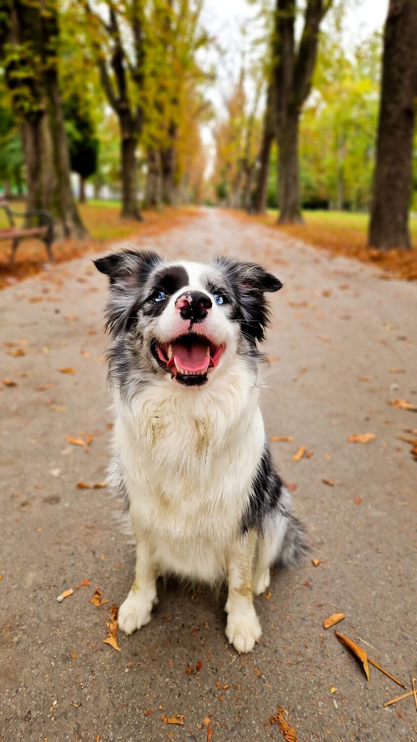 Iskra, border collie